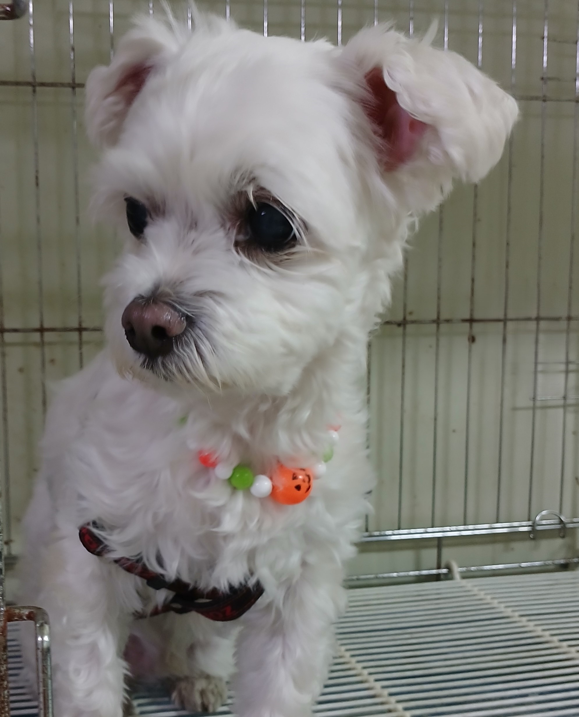 대구유기동물보호협회_427345202400743